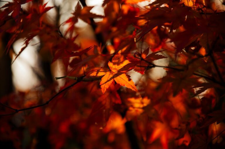 vibrant fall maple leaves